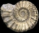 Pyritized Pleuroceras Ammonite - Germany #42731-1